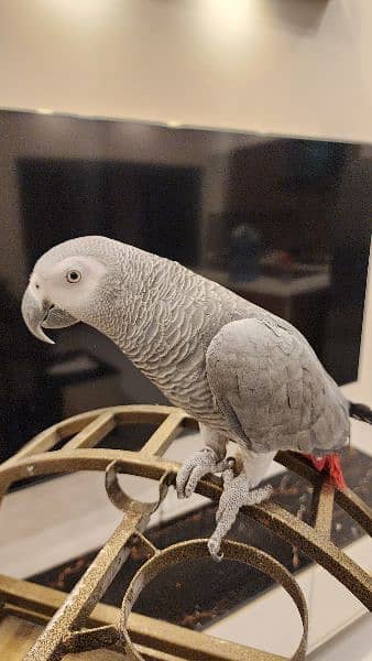 african grey | gray parrot | gry | hand tamed | congo African grey 4