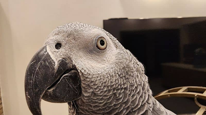 african grey | gray parrot | gry | hand tamed | congo African grey 10