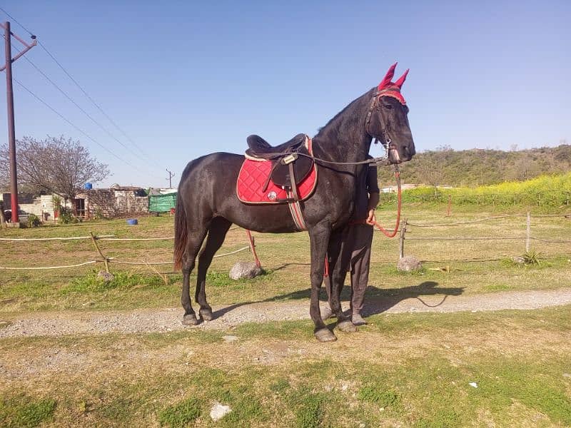 Black Mixbred Mare 2