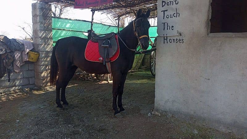 Black Mixbred Mare 4