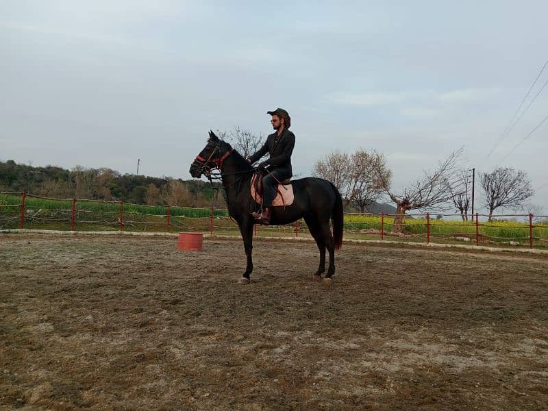 Black Mixbred Mare 7