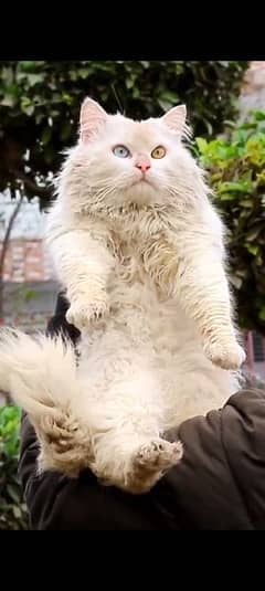 Odd Eyes Male Persian Cat. 0