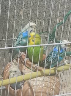 4 Australian Parrots with Cage for Sale