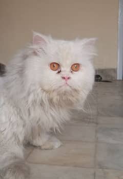 what's up 03237746276 14 Mont old Persian cat triple coat Yalow eyes