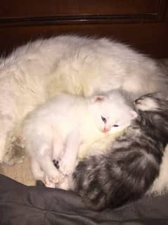 Persian cat Tripple coated 2 month final price 0