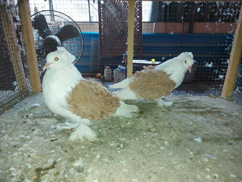 Yellow frill back pigeon breeder pair for sale 0