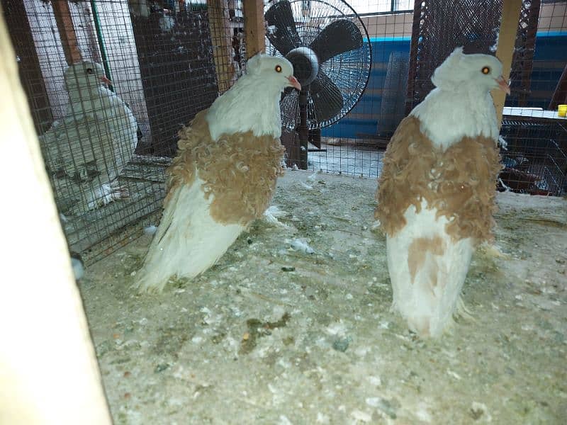 Yellow frill back pigeon breeder pair for sale 1