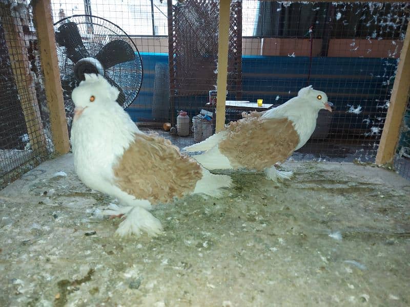 Yellow frill back pigeon breeder pair for sale 2