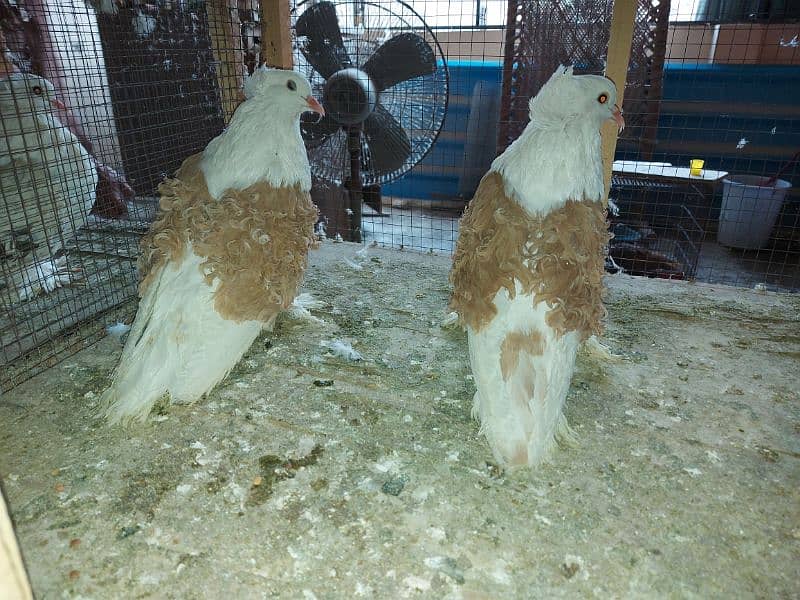 Yellow frill back pigeon breeder pair for sale 3