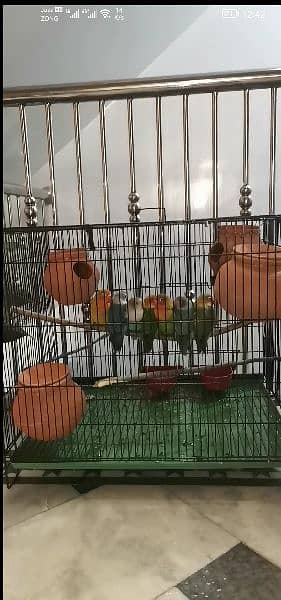 7 lovebirds parrots  with cage contact me 0