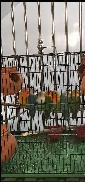 7 lovebirds parrots  with cage contact me 1