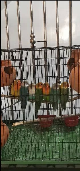 7 lovebirds parrots  with cage contact me 2