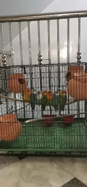 7 lovebirds parrots  with cage contact me 3