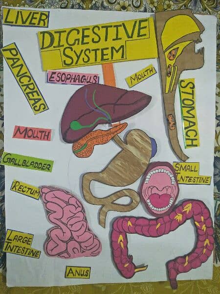 07 piece Digestive system for 2.5X2 ft board 1
