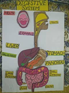 07 piece Digestive system for 2.5X2 ft board