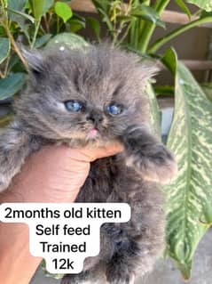 persian triple coated 60 days old Self kitten 0
