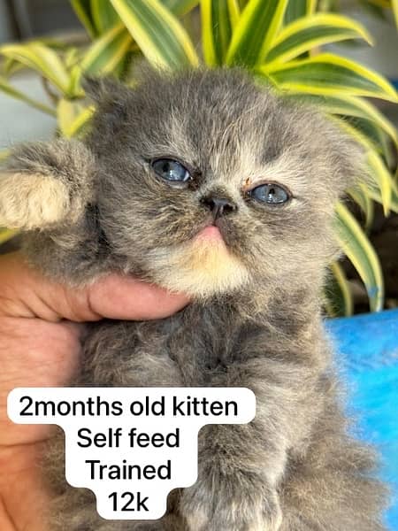 persian triple coated 60 days old Self kitten 1