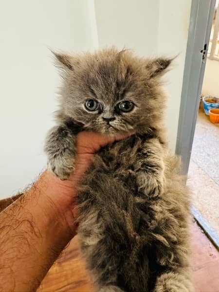 persian triple coated 60 days old Self kitten 3