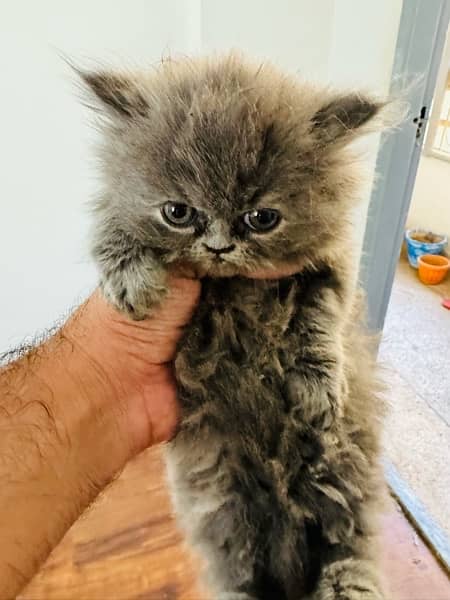 persian triple coated 60 days old Self kitten 4