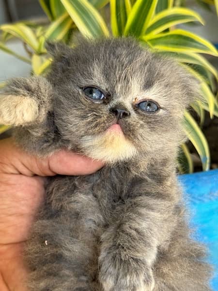 persian triple coated 60 days old Self kitten 7