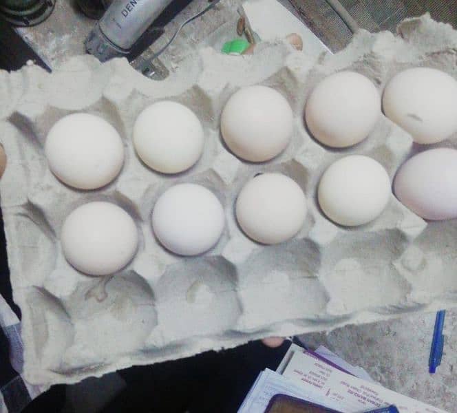 aseel eggs 0