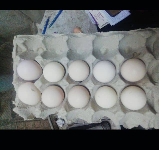 aseel eggs 1
