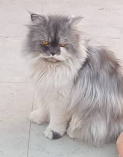 Pair of Persian cat