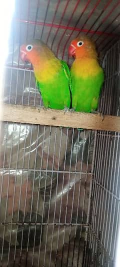 mutation finch breeder pair and green fisher pair healthy and active