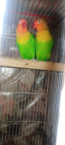 bajri parrots mutation finch green fisher breeder pair healthy active 1
