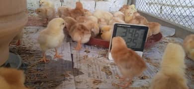 RiR lumanbrown  austrolop chicks day 5 available quanty 2000 chicks 0