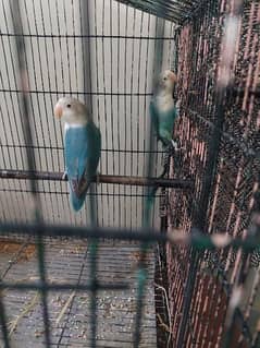 Blue fishri Split ino Breedar pair, Red eye budgied, Hogoromo for Sale