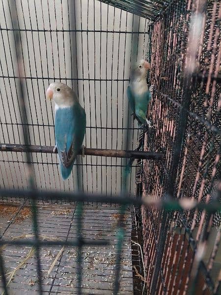 Blue fishri Split ino Breedar pair, Red eye budgied, Hogoromo for Sale 0