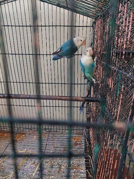Blue fishri Split ino Breedar pair, Red eye budgied, Hogoromo for Sale 1