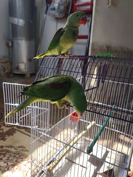 male female pahari  parrots hain ring neck 5 mahinay k hain 0