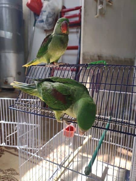 male female pahari  parrots hain ring neck 5 mahinay k hain 2