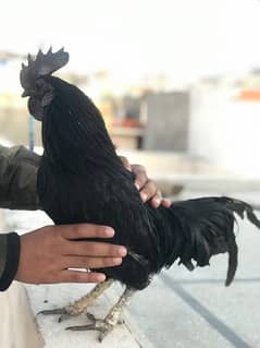 ayam cemani male cock for sale