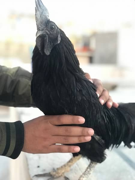 ayam cemani male cock for sale 1