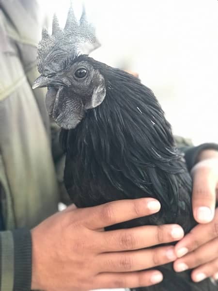 ayam cemani male cock for sale 2