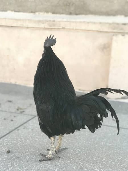 ayam cemani male cock for sale 3
