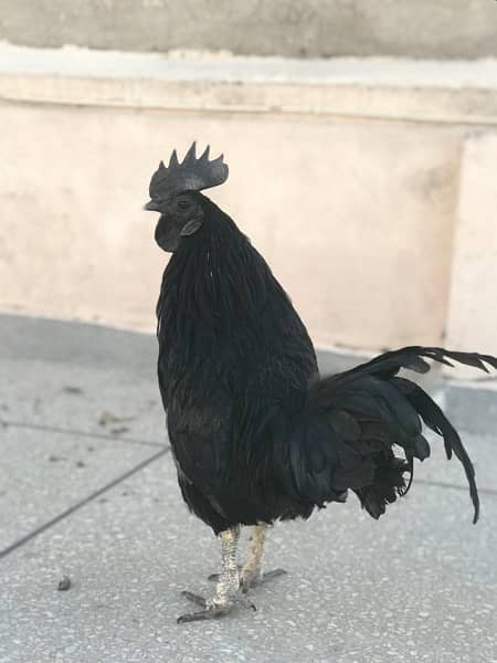 ayam cemani male cock for sale 4