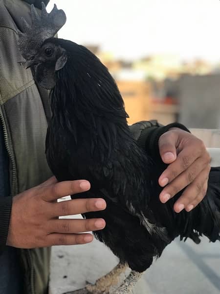 ayam cemani male cock for sale 5
