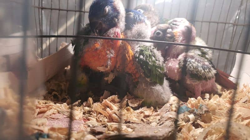 colorful Red Collar lorry chicks for Talking Fly playing hand tame 3