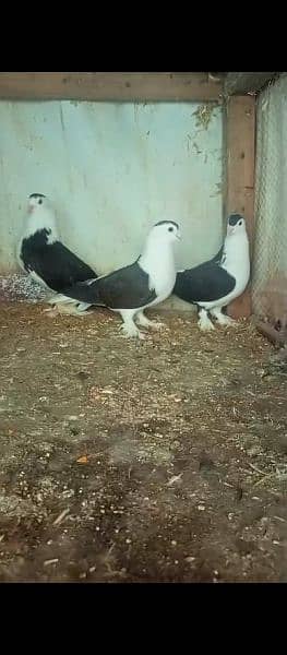 fancy pigeon for sale 1