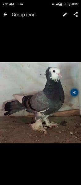 fancy pigeon for sale 2