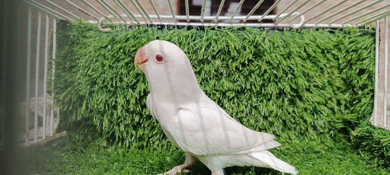 albino , lutino and parblue love birds 3