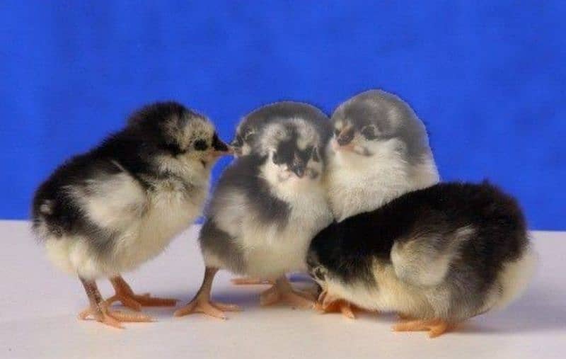 Australorp chicks 3