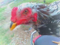hen for sale only 8000
