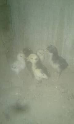 Assel chicks