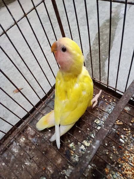 common lutino - Parrots - 1085779524