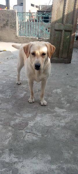 Labrador age 11 month 3